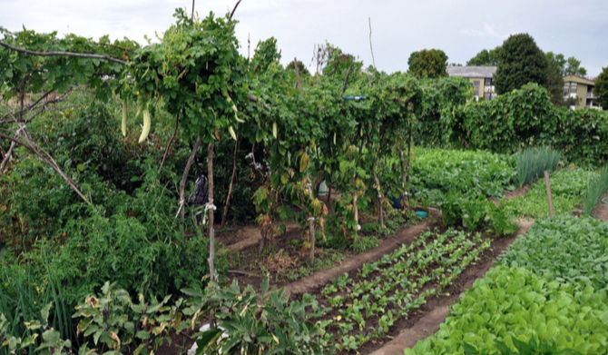 A polyculture in a community garden in Urbana, IL.